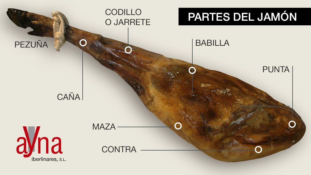 esquema de las partes del jamón por Ibéricos Ayna