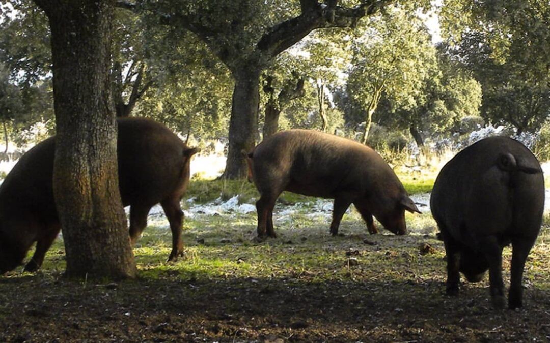 Rendimiento de un jamón o una paleta