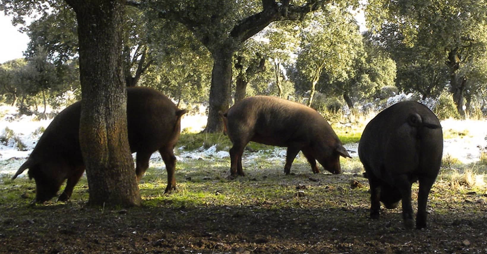 cerdos dehesa ibericos ayna historia