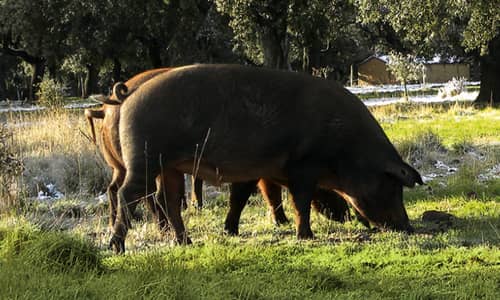 Imagen noticias cerdos ibéricos en la dehesa salmantina